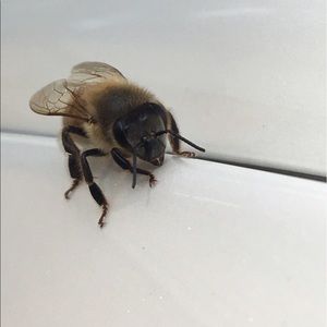 Meet your Posher, Brayden