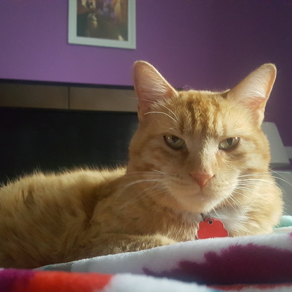 Meet your Posher, Ivy