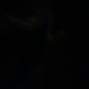 Meet your Posher, Raul