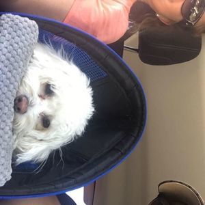 Meet your Posher, Joshua