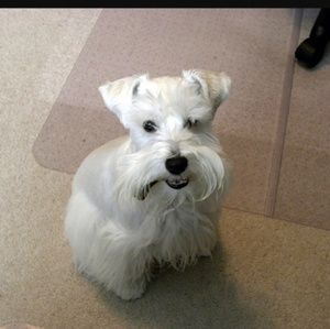 Meet your Posher, Alicia