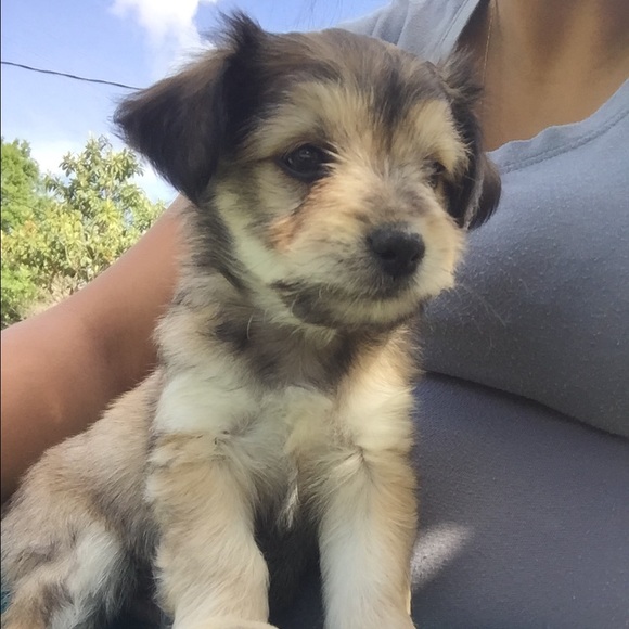 Meet your Posher, Jasmin - Picture 1 of 1