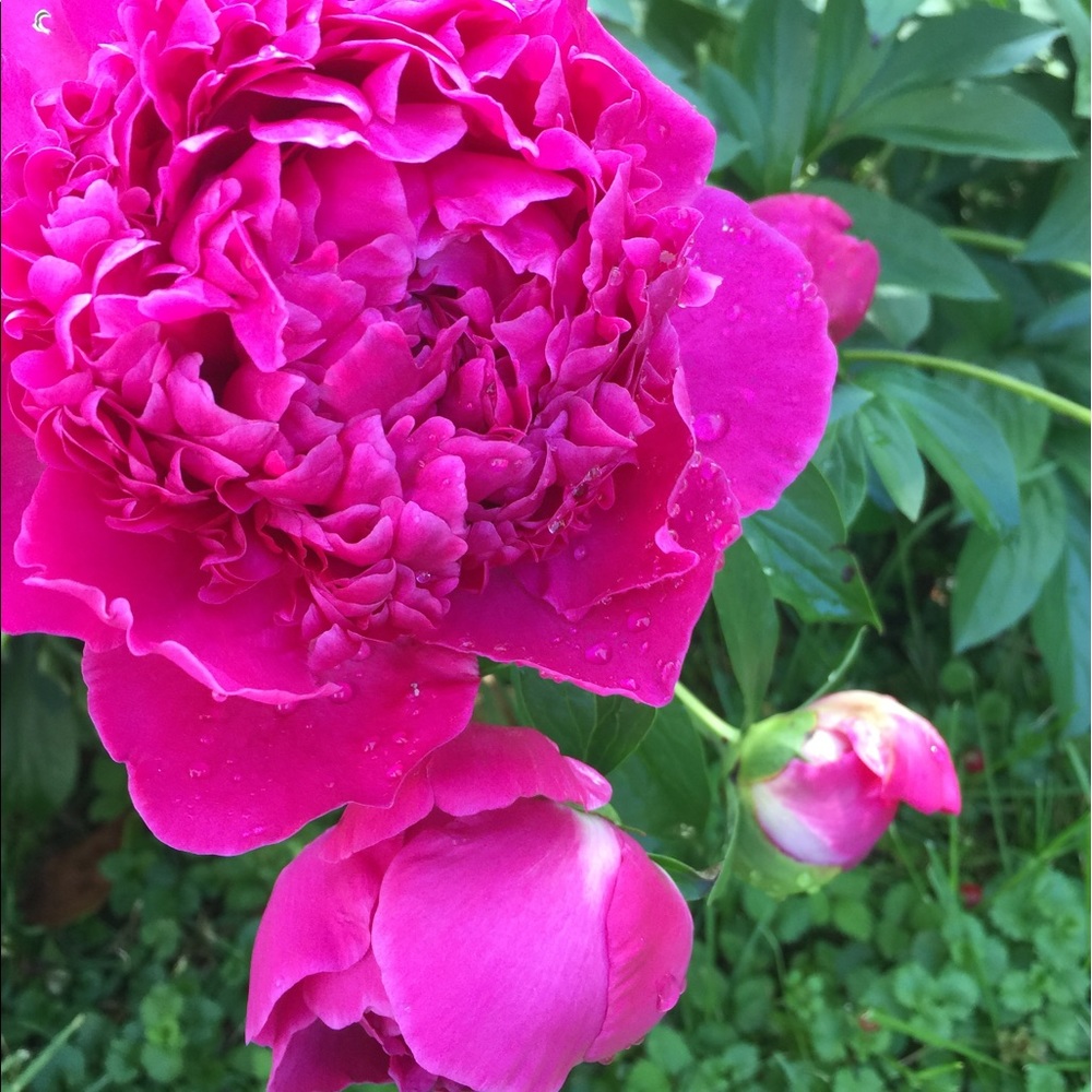 Meet your Posher, Cheryl