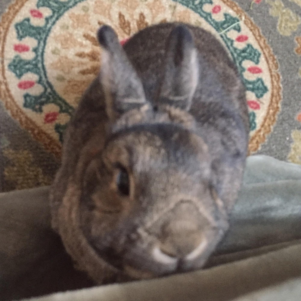Meet your Posher, Madeline