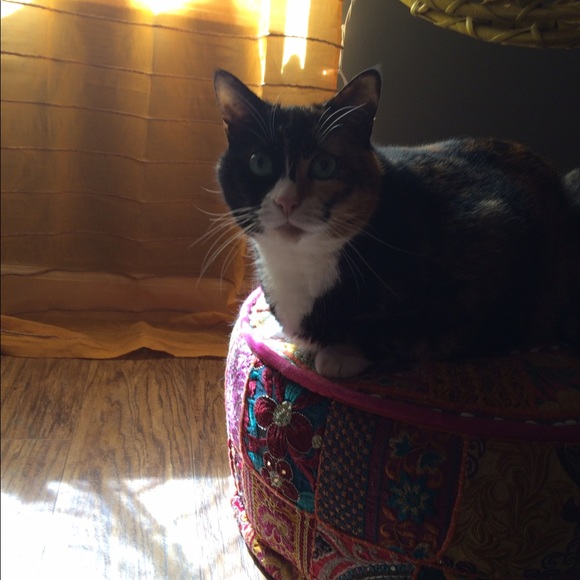 Meet your Posher, Skylar - Picture 1 of 1