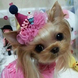 Meet your Posher, Irene