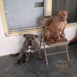 Meet your Posher, Pedro