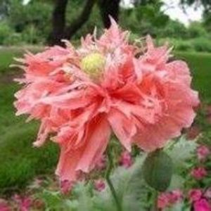 Meet your Posher, Ann