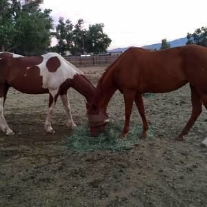 Meet your Posher, Tracy