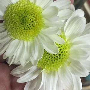 Meet your Posher, Destiny