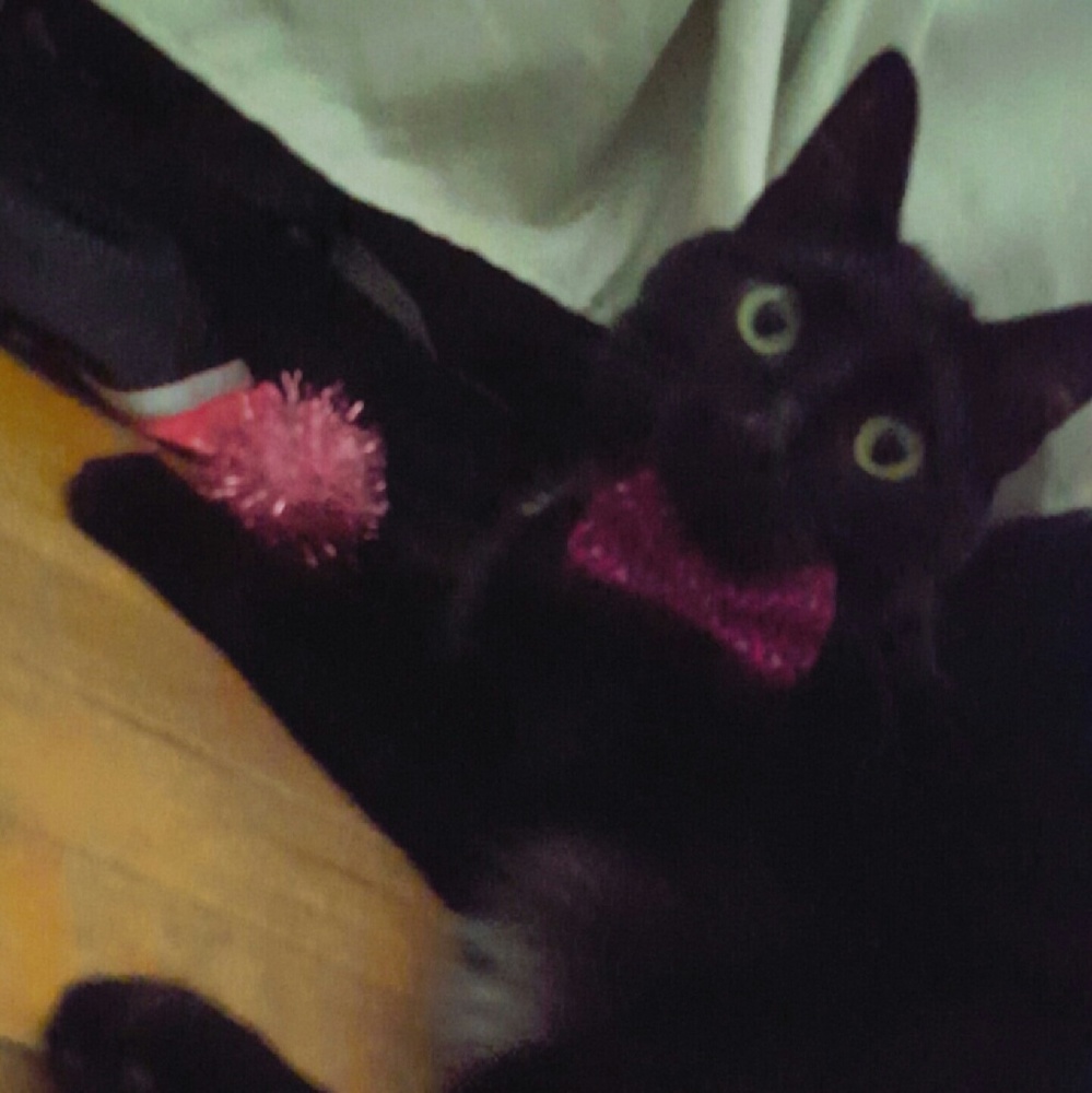 Meet your Posher, Victoria