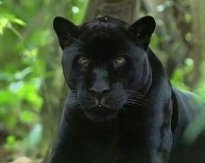 Meet your Posher, Leonard