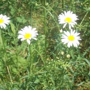 Meet your Posher, Maggie