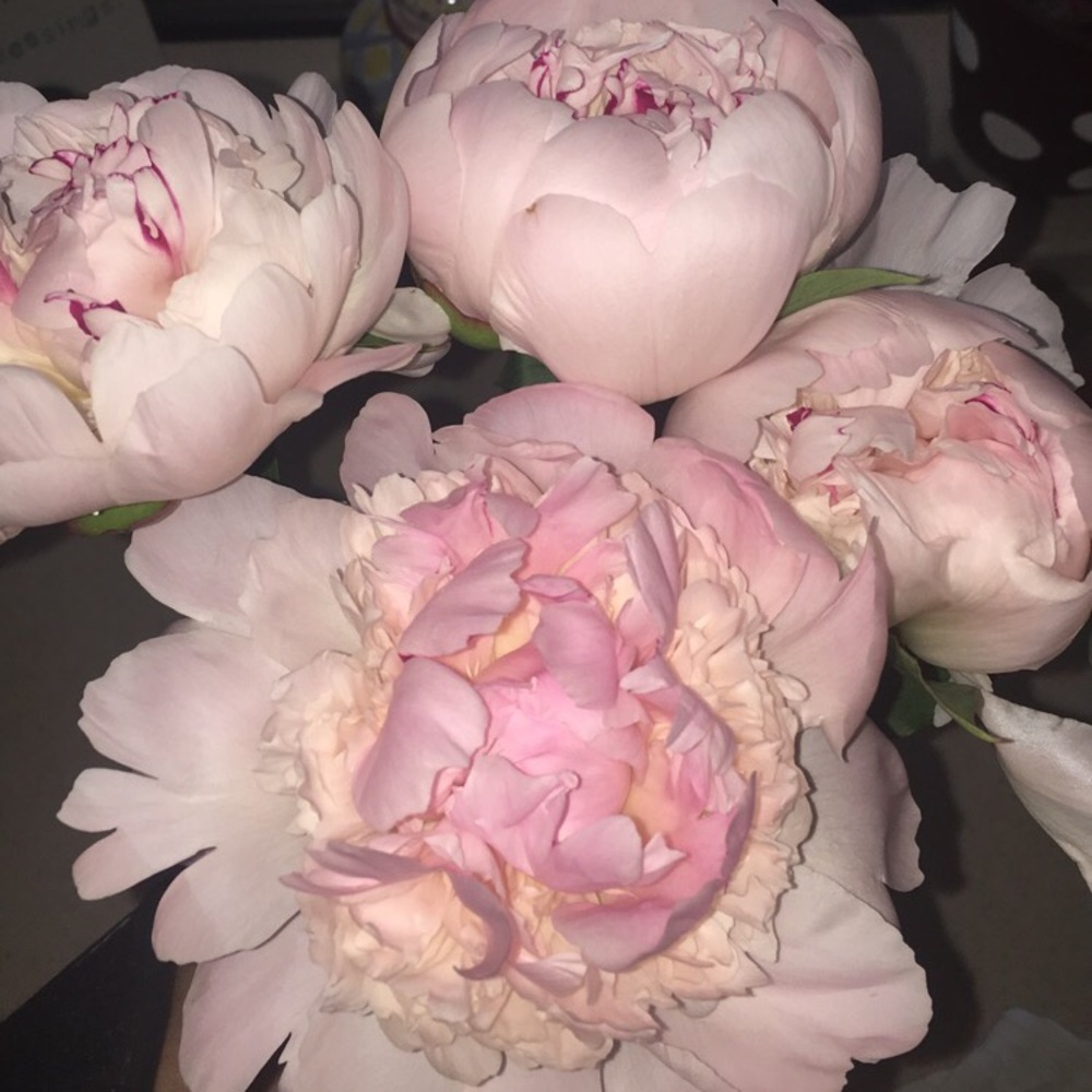 Meet your Posher, Gillian