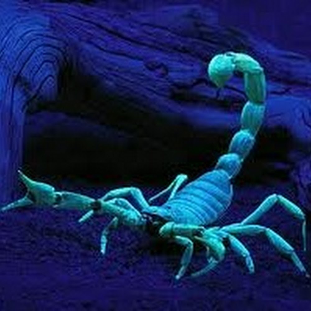 Meet your Posher, Randy