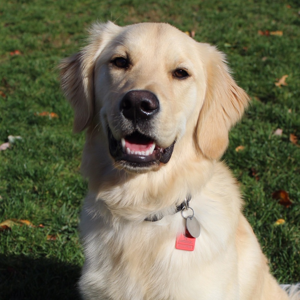 Meet your Posher, Shannon