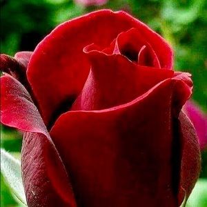 Meet your Posher, Petra