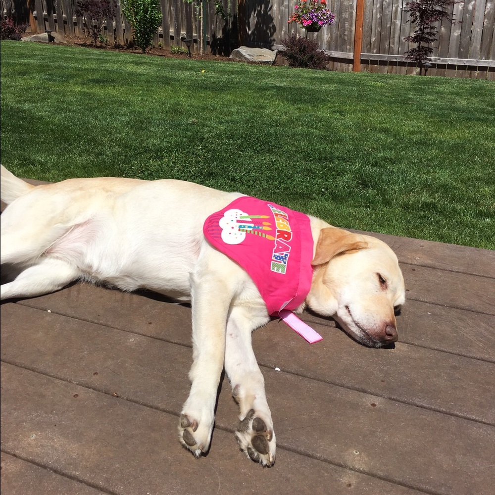 🎉IM A POSH AMBASSADOR 6/14/17🎉 - Picture 3 of 3