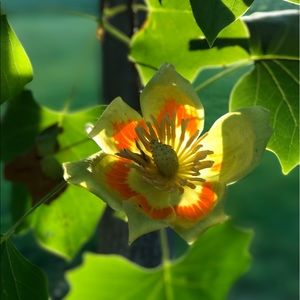 Meet your Posher, Maddy