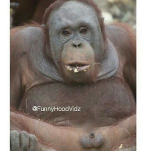 Meet your Posher, Geronimo