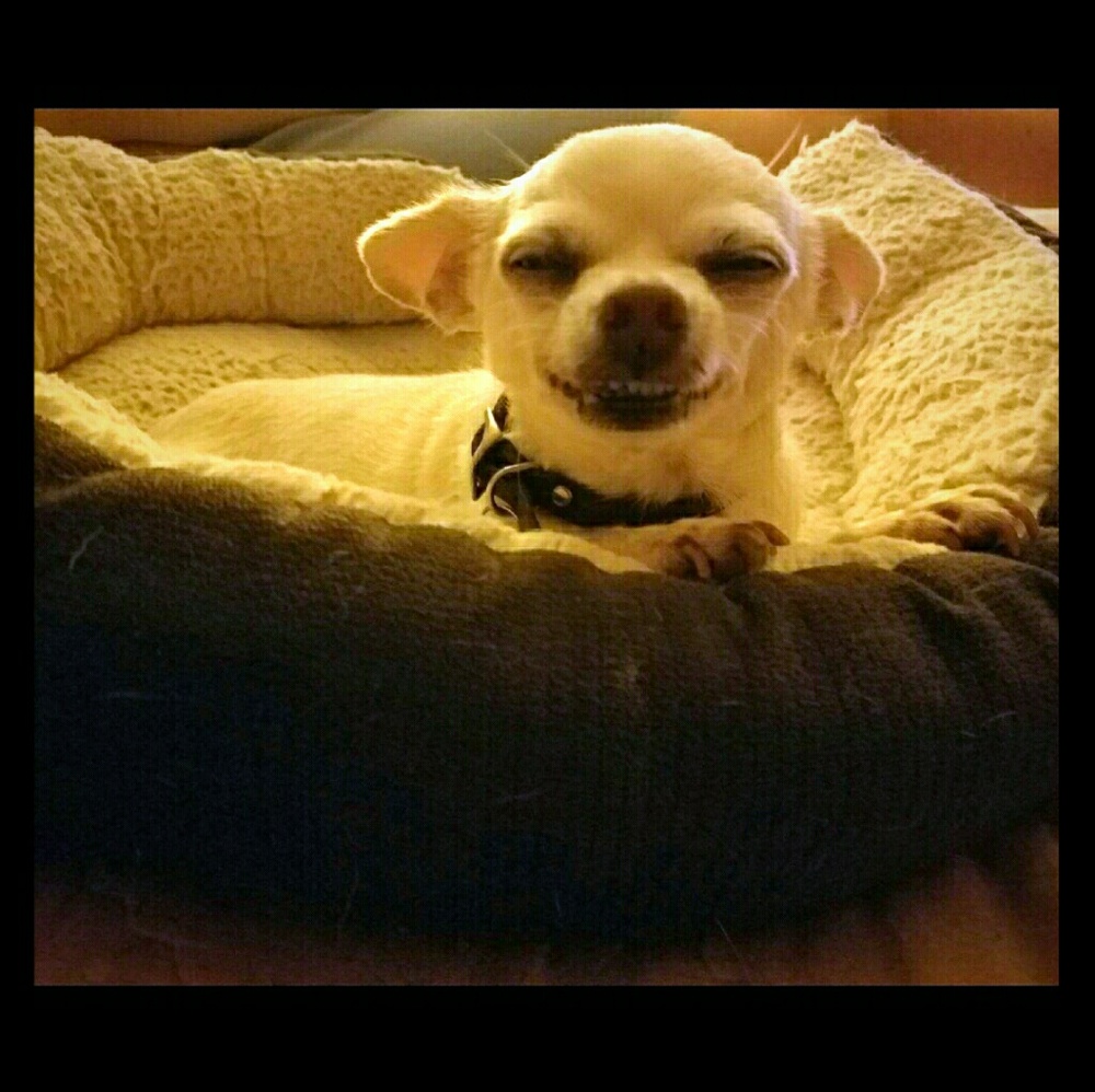🐶🐶MY NAME IS HONEY, AND I LOVE TO SMILE🐶🐶