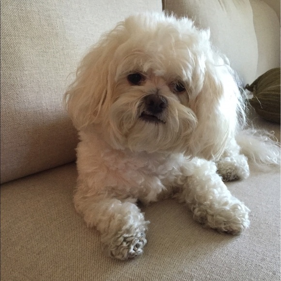 Meet your Posher, Greg - Picture 1 of 1