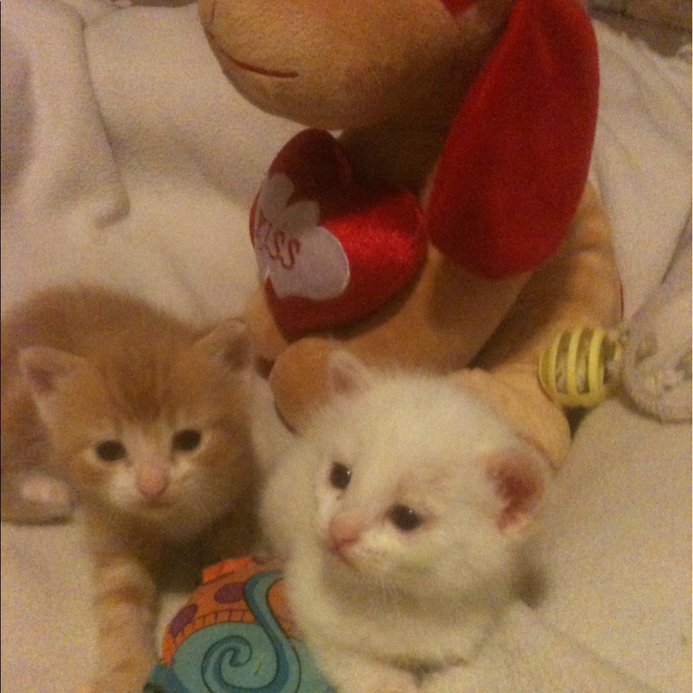 Meet your Posher, Bridget