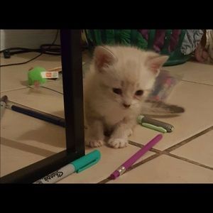 Meet your Posher, Haley