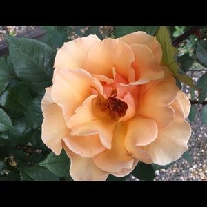 Meet your Posher, Naomi