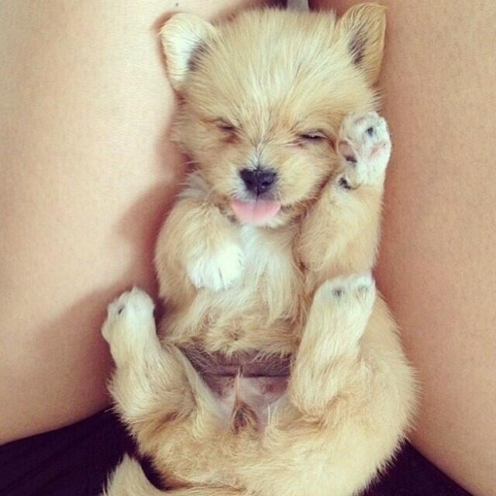 Meet your Posher, Daphne