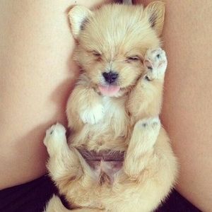 Meet your Posher, Daphne