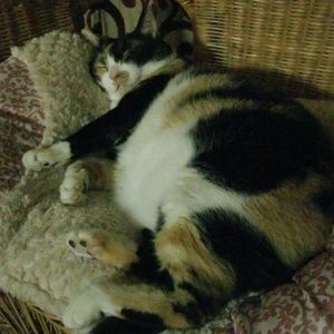 Meet your Posher, Shannon