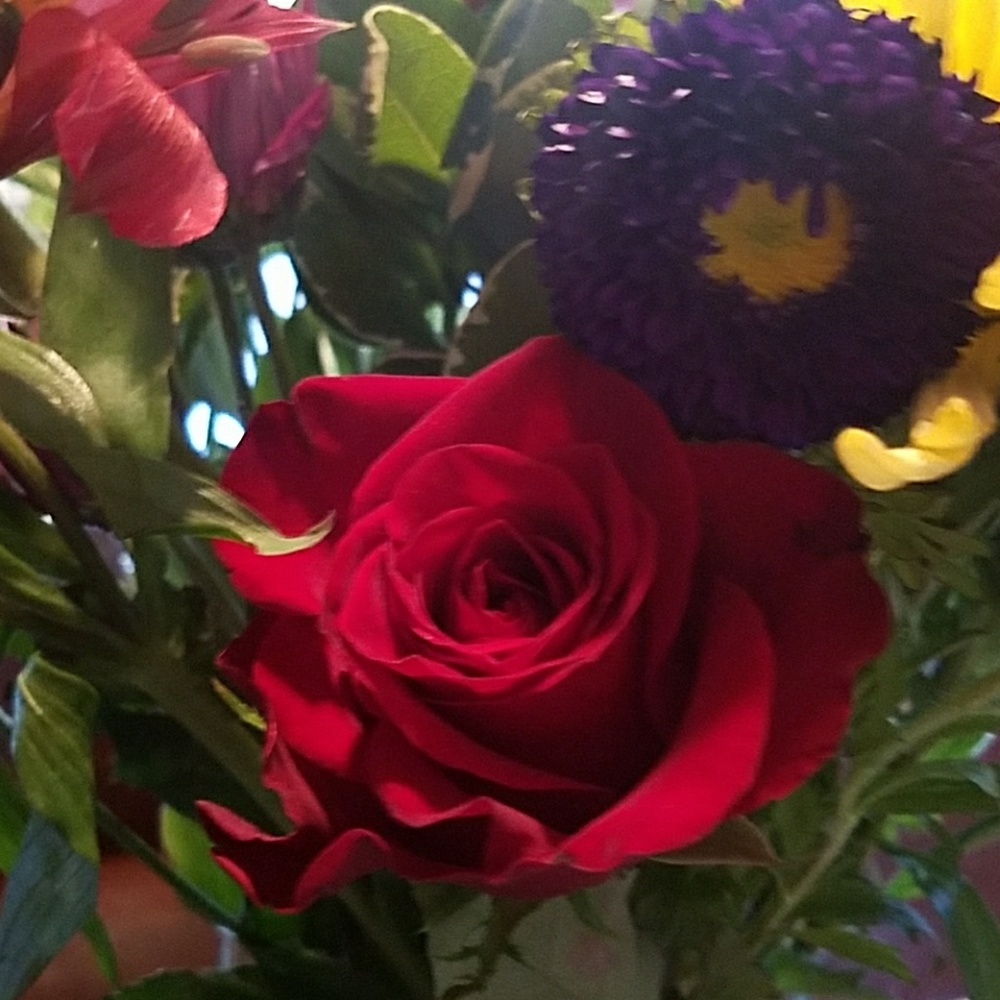 Meet your Posher, Isabella