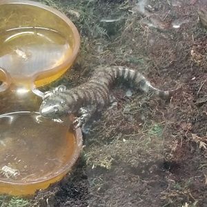 Meet your Posher, Casey