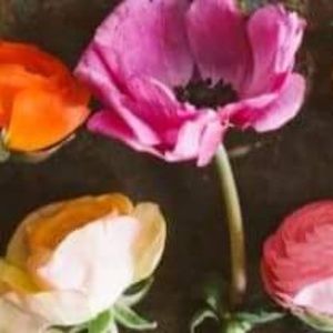 Meet your Posher, Jill