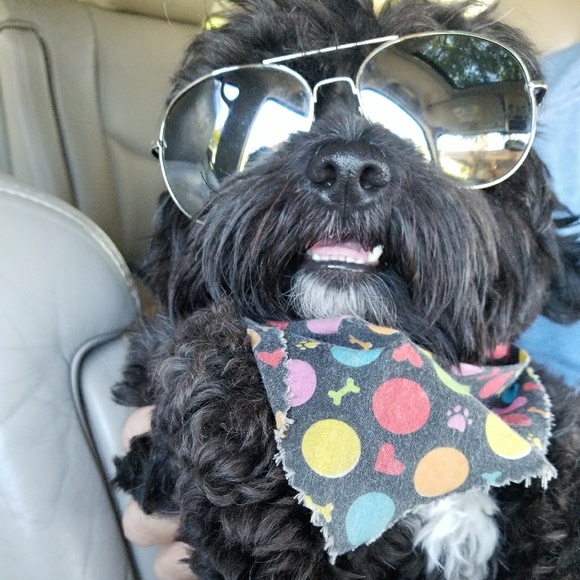 Meet your Posher, Corina - Picture 3 of 3