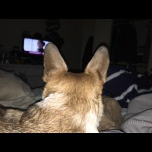 Meet your Posher, Britney