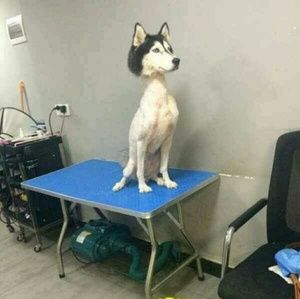 Meet your Posher, Elvis