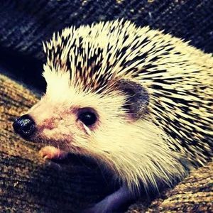 Meet your Posher, Delaney