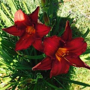 Meet your Posher, Pat