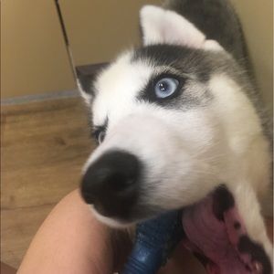 Meet your Posher, Taylor