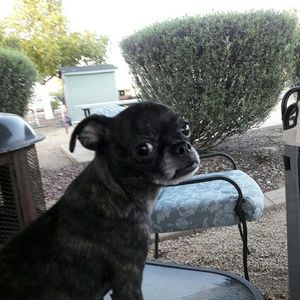 Meet your Posher, Maggie