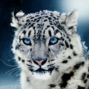 Meet your Posher, Rosemary