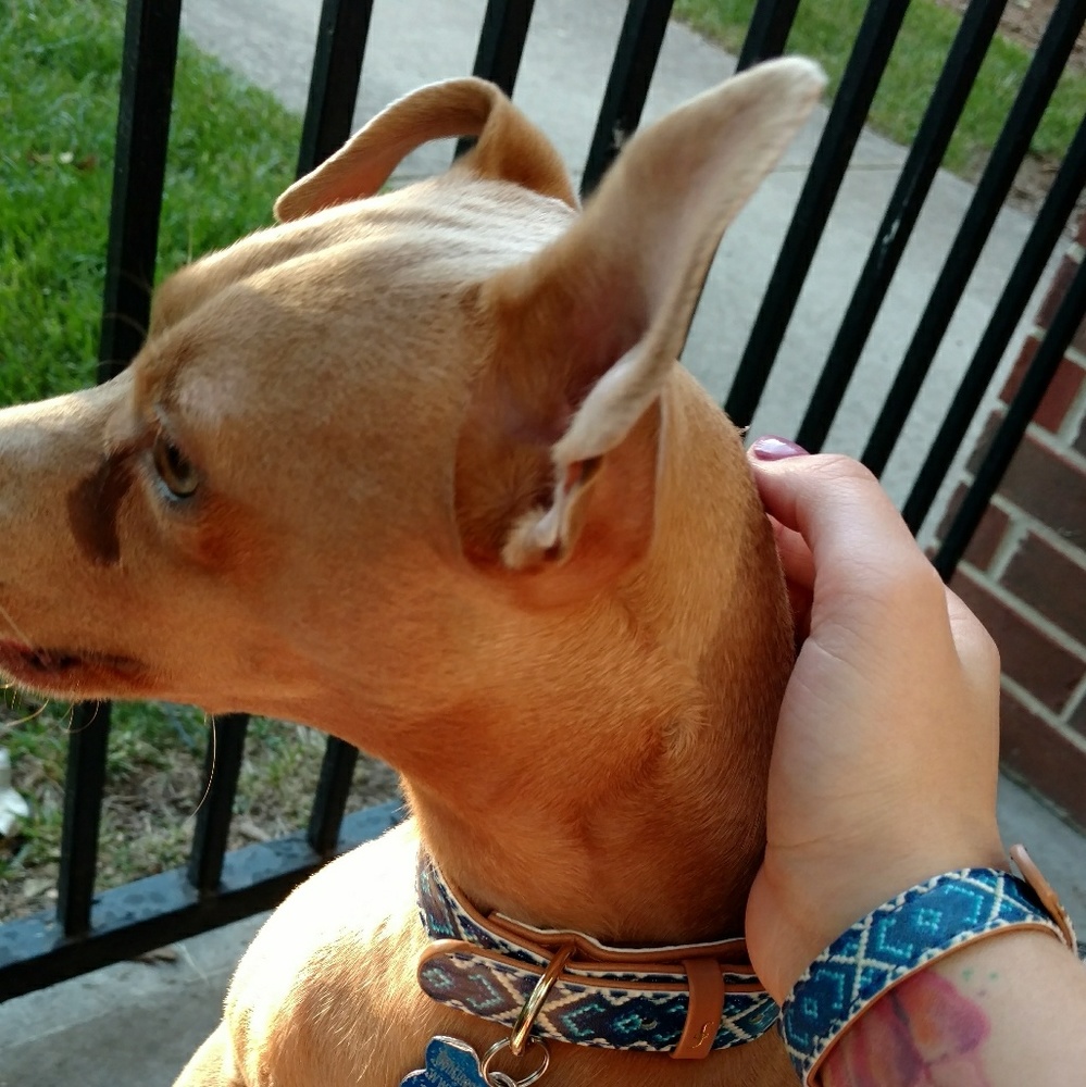 Friendship Collar & Matching Bracelet