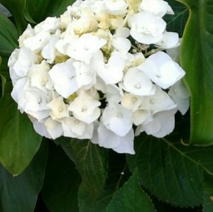 Meet your Posher, Larissa