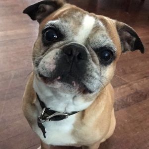 Meet your Posher, Peyton