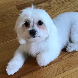 Meet your Posher, Dmitriy