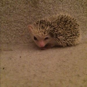 Meet your Posher, Raquel