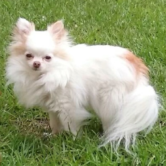 Meet your Posher, Ronda - Picture 1 of 1