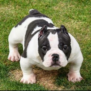 Meet your Posher, Robert